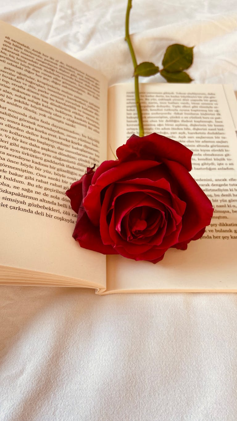 A vibrant red rose rests elegantly on an open book, creating a serene and romantic scene.